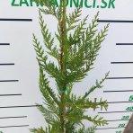 Cyprusovec leylandský (Cupressocyparis leylandii) - výška 110-140 cm, kont. C3L 